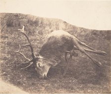 Stag Shot by Mrs. Ross, ca. 1857. Creator: Horatio Ross.