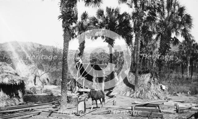 Palms and straw houses at Rascon, between 1880 and 1897. Creator: William H. Jackson.