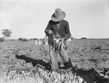 Tying carrots in Imperial Valley, near Meloland, California, 1939. Creator: Dorothea Lange.