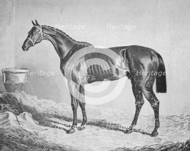 'Bay Middleton', 1833-1857, (1911). Artist: Unknown.