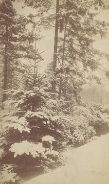 Pines in Snow, 1880s-90s. Creator: Unknown.