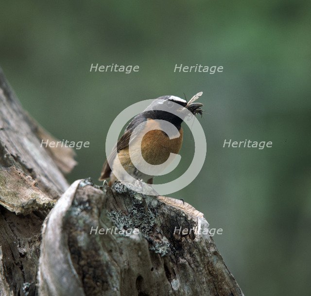 Redstart with insect. Artist: Unknown