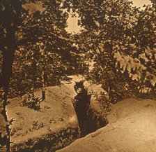 Trenches under fir trees, c1914-c1918. Artist: Unknown.