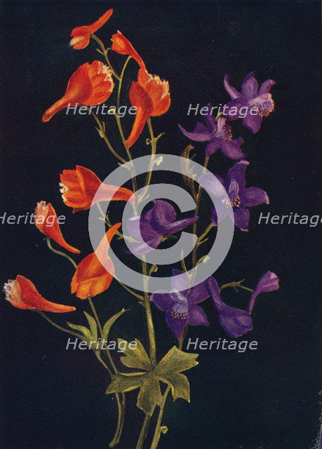 'Scarlet and Blue Larkspur',  c1915, (1915). Artist: Emma Graham Clock.