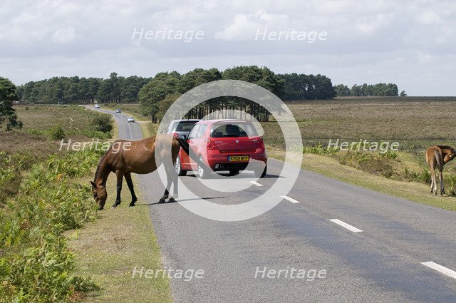 Traffic avoiding Ponies on road in the New Forest