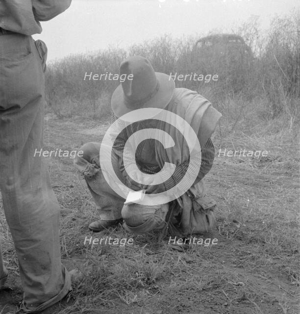 Tally, Cotton field in South Texas, 1936. Creator: Dorothea Lange.