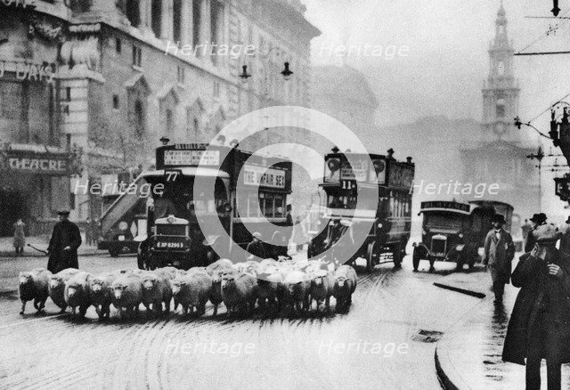A flock of sheep on the Strand, London, 1926-1927. Artist: Unknown