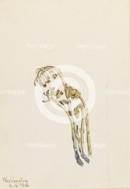 Pale Pinesap (Hypopitys americana), 1918. Creator: Mary Vaux Walcott.