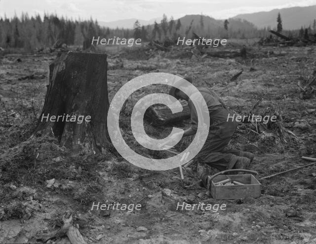 Stump farmer prepares to blow out tamarack stump, Bonner County, Idaho, 1939. Creator: Dorothea Lange.