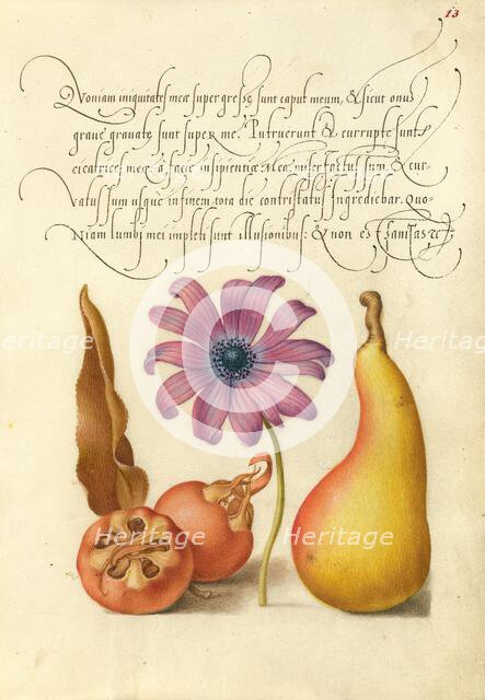 Medlar, Poppy Anemone, and Pear, 1561-1562; illumination added 1591-1596. Creator: Joris Hoefnagel.