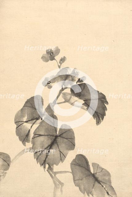 Branch of Begonia in Bloom. Creator: Kono Bairei (Japanese, 1844-1895).