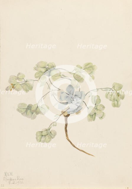 Double Bladderpod (Physaria didymocarpa), 1920. Creator: Mary Vaux Walcott.