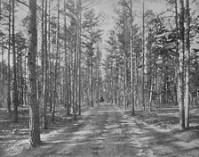 'Drive in Piney Wods Park, Lakewood, New Jersey', c1897. Creator: Unknown.