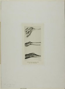 Heads of Saw-Bill Duck and Two Crocodiles, n.d. Creator: John Ruskin.