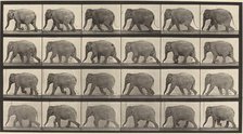 Plate Number 733. Elephant walking, 1887. Creator: Eadweard J Muybridge.