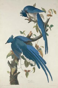Columbia Jay, 1830. Creator: Robert Havell.
