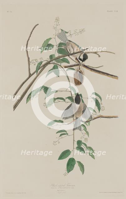 Black-capped Titmouse, 1833. Creator: Robert Havell.