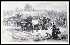 Harvesting sugar cane in a Louisiana plantation, engraving.