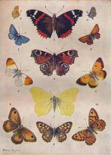 'Beautiful Butterflies of the British Isles', c1934. Artist: Unknown.