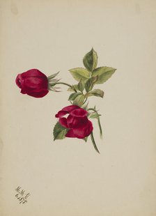 (Untitled--Rose), 1878. Creator: Mary Vaux Walcott.