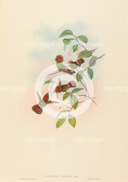 Lophornas reginae (Spangled Coquette). Creators: John Gould, Henry Constantine Richter.