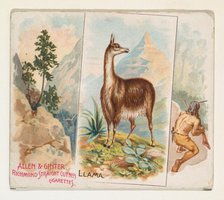 Llama, from Quadrupeds series (N41) for Allen & Ginter Cigarettes, 1890. Creator: Allen & Ginter.