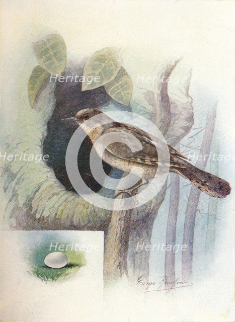 'Wryneck - I'ynx torquil'la', c1910, (1910). Artist: George James Rankin.