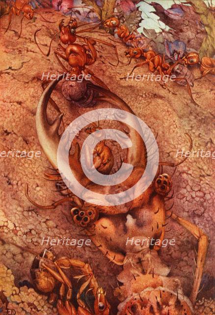 'The Ant Lion', 1914. DELETE - artist in copyright Creator: Edward Julius Detmold.