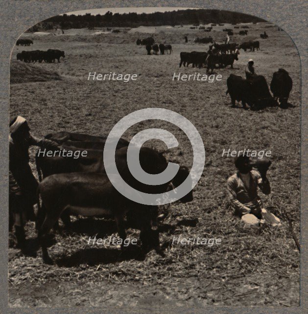 'Oxen treading corn', c1900. Artist: Unknown.