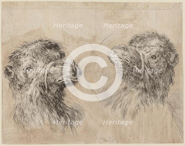 Two Camel Heads [recto], probably 1649. Creator: Stefano della Bella.