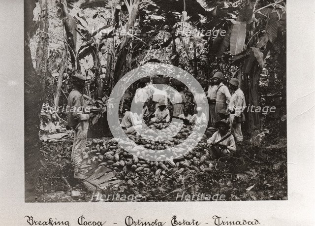 Workers break open cocoa pods in a clearing in the plantation,Trinidad, Ortinola Estate, 1897. Artist: Unknown