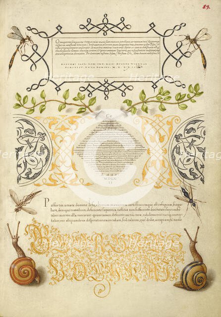 Insects, Basil Thyme, and Land Snails, 1561-1562; illumination added 1591-1596. Creator: Joris Hoefnagel.