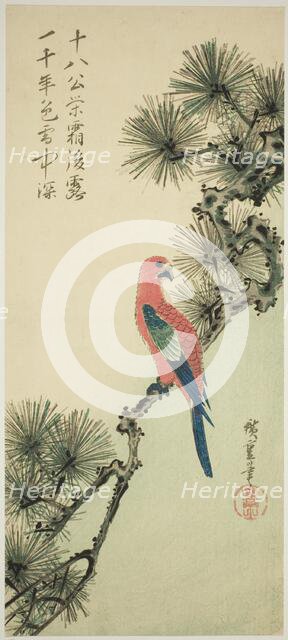Macaw on a pine branch, c. 1835. Creator: Ando Hiroshige.