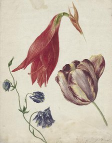 Tulip, columbine and amaryllis, 1792-1861. Creator: Georgius Jacobus Johannes van Os.