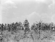 Drought corn, Central Georgia, 1936. Creator: Dorothea Lange.
