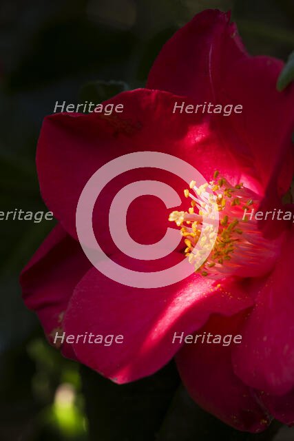 Camelia flower in the gardens of Shute House, Donhead St Mary, Wiltshire, 2019. Creator: James O Davies.