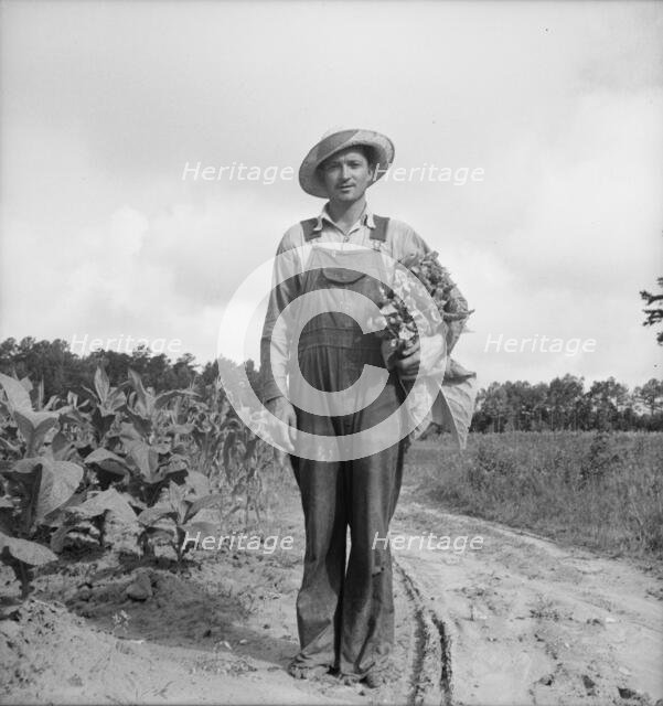 White sharecropper, Mr. Taylor, has just finished priming..., Granville County, North Carolina, 1939 Creator: Dorothea Lange.