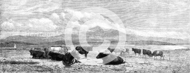 "Cattle on the Sands, near Port Madoc, North Wales", by H. B. Willis, in Mr. Flatou's..., 1861. Creator: Unknown.