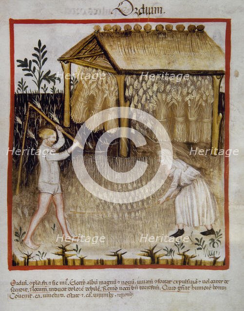 Barley, 14th century.  Creator: Unknown.