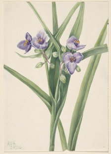 Virginia Spiderwort (Tradescantia virginiana), 1920. Creator: Mary Vaux Walcott.