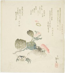 Two crabs by a spray of camellia, Japan, late 1820s-early 1830s. Creator: Katsushika Taito.