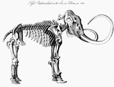 Woolly mammoth (Mammuthus) skeleton, 1830. Artist: Unknown