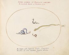 Animalia Qvadrvpedia et Reptilia (Terra): Plate LX, c. 1575/1580. Creator: Joris Hoefnagel.