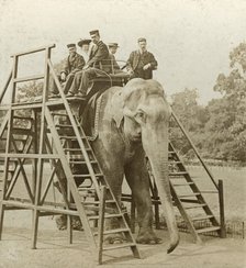 Elephant ride. Artist: Unknown
