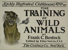 The training of wild animals, c1895 - 1911. Creator: Unknown.