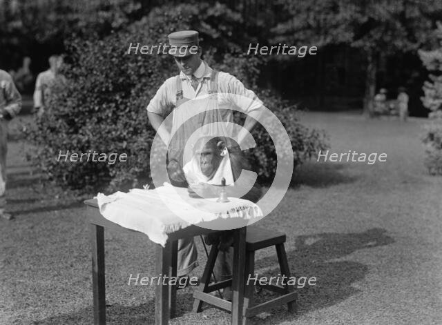 Zoo, Washington, D.C. Sokko, The Monkey, 1917. Creator: Harris & Ewing.