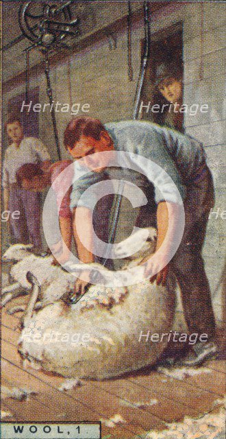 'Wool, 1. - Shearing Sheep by Machinery, Australia', 1928. Artist: Unknown.