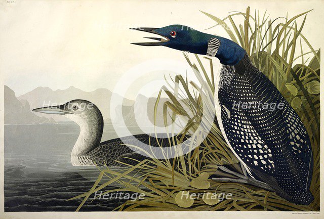 Great Northern Diver or Loon, Colymbus Glacialis, 1845.