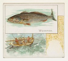 Weakfish, from Fish from American Waters series (N39) for Allen & Ginter Cigarettes, 1889. Creator: Allen & Ginter.