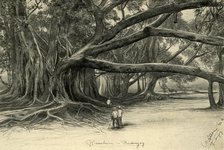 Giant trees in Buitenzorg, Java, 1898.  Creator: Christian Wilhelm Allers.